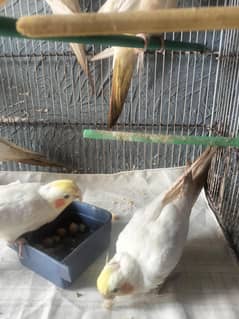 for sale