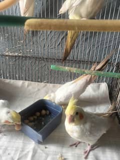 for sale