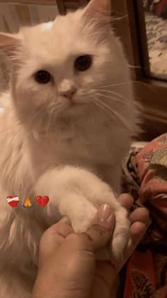 male persion cat vaccinated and poty trained