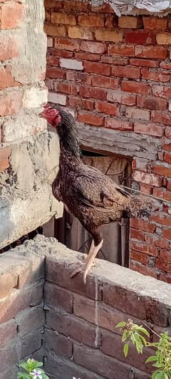 Madi for sale 03034498718 Whatsapp