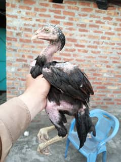 Aseel Thai Sindhi 20 Chicks