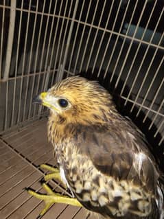 Red shoulderd hawk