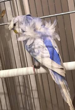 hogoromo breeder pair