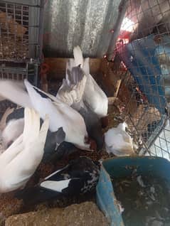 pegions for sale