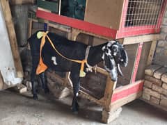 doodh deny wali Desi bakriya or bakra