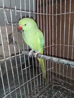 Female parrot - Red neck