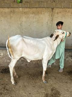 Nasli Kheeri bachiya. Qurbani 2026 ke liye. Palai bhi available hai
