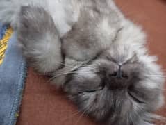 Well trained 3 Months Persian Cat / Kitten