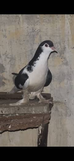 Lahori