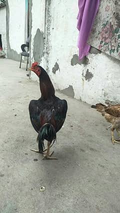 Aseel