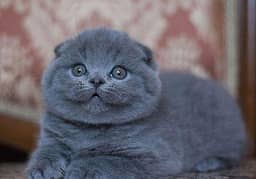 scottishfold