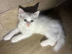 cute little Persian cat