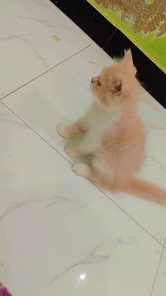 Beautiful kitten