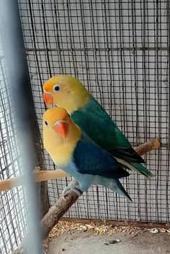 beautiful lovebirds pairs available for sale