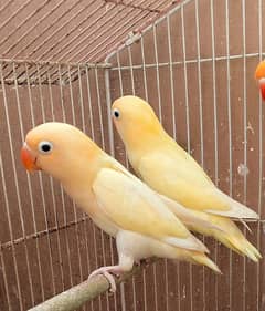 beautiful lovebirds pairs available for sale