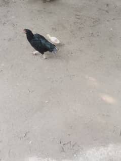 Black shoulder 1 week chicks