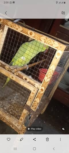parrot