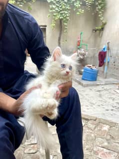 kittens for sale