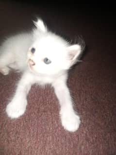 caten