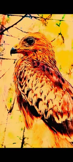 Red shoulderd hawk