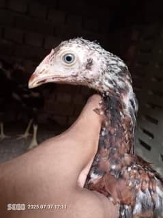 Aseel Chicks Sindhi Breed