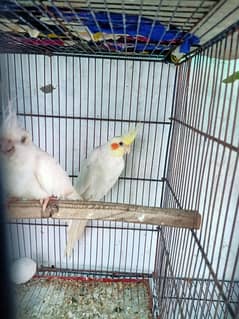 breeder per hai crossing start hai box mein bhi Jana shuru ho gaya hai