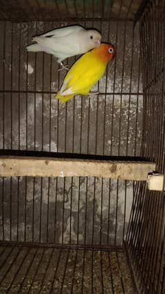 lovebirds 100℅ breeder pair all ok