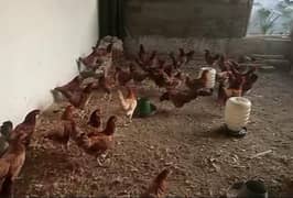 golden misri chicks and adult available in cheap prices