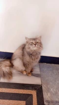 Persian