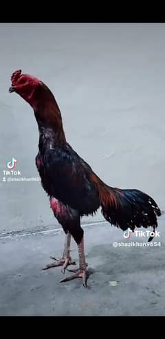 Burmi pakoi