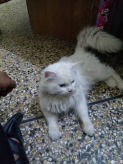 persian male triple coat for sale