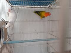 pair for sell