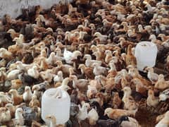 Golden Misri Chikcs | Hens | Patha | 500 Gram | Desi Chicks | چوزہ
