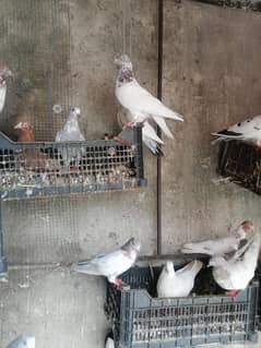 pigeons for sale