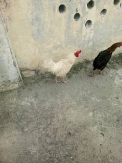 2 Eag laying hens and 1 white cock or Sale