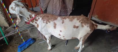 Goat for sale