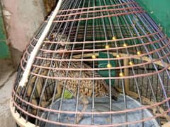 Teetar 03217829972