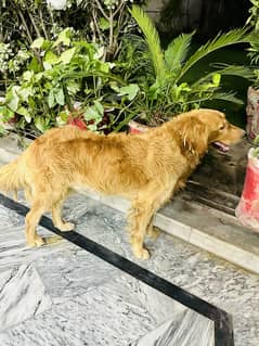Imported golden retriver urgent need to sale