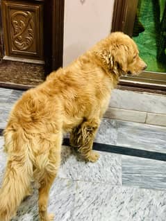 Imported golden retriver urgent need to sale