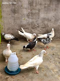Pigeons