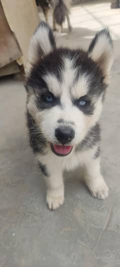 2 months