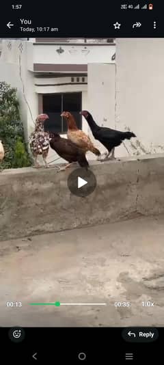 deasi and aseel hens for sale 03287785524