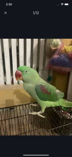 Raw parrot handtamed