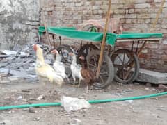 Heera aseel set