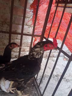 Gujranwala