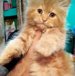 cutiee