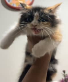 Female Persian calico cat