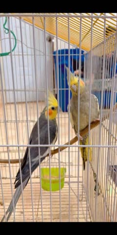 grey cockatiel bird available