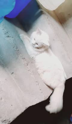 white cat Persian pure male
