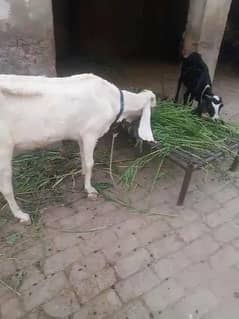 Bakri